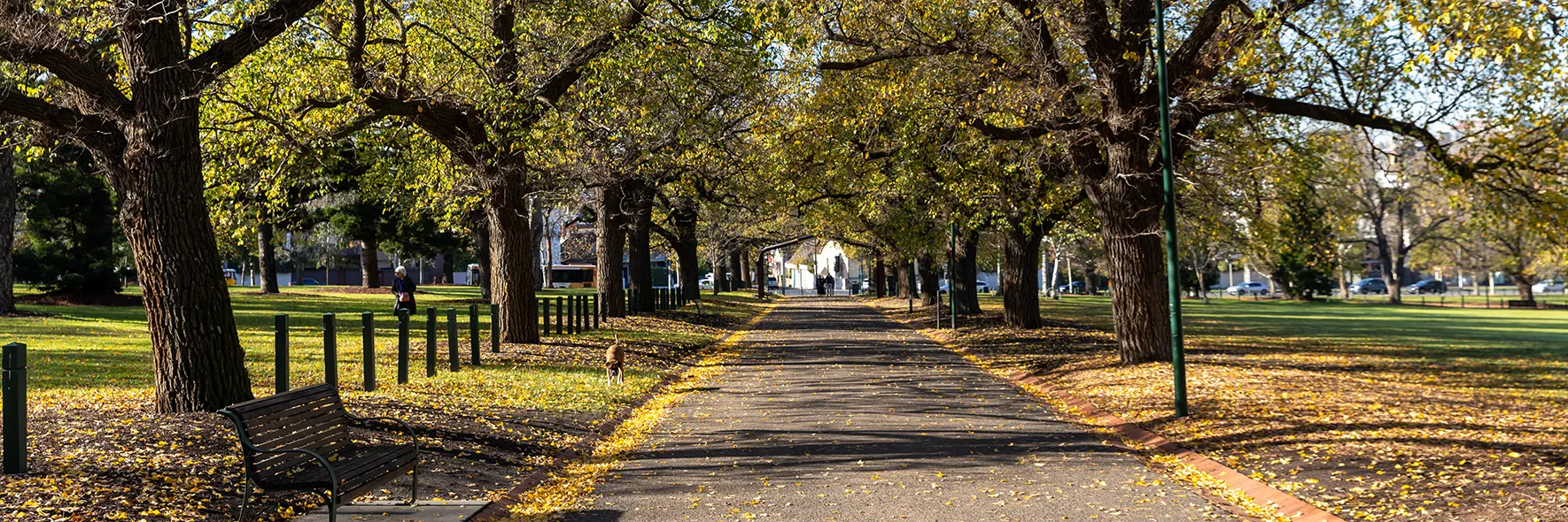Wide asphalt path in a leafy park in autumn
