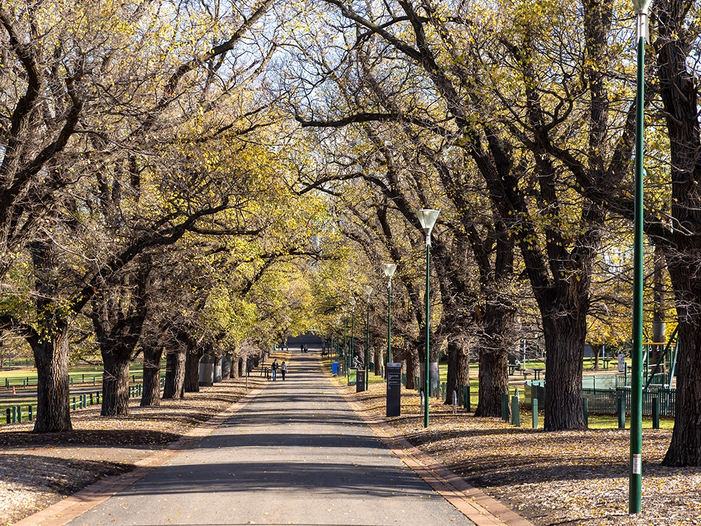An avenue of Yarra Park in autumn An avenue of Yarra Park in autumn